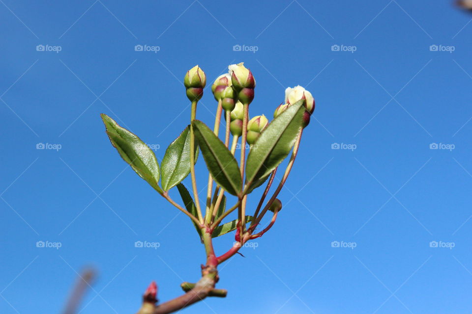 first buds of spring