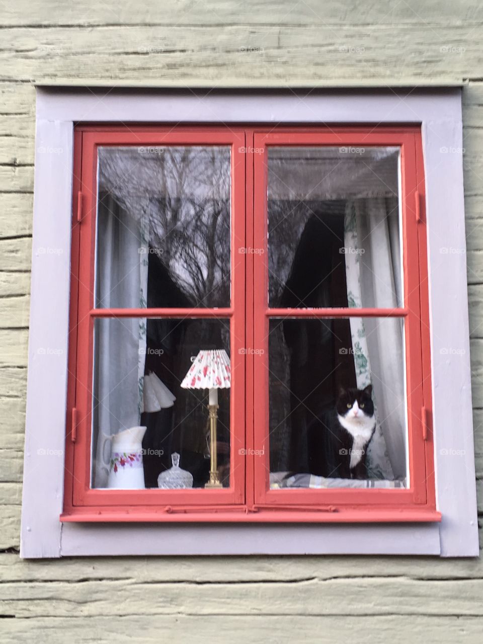 Black and white cat looking outside, Linköping, Sweden 