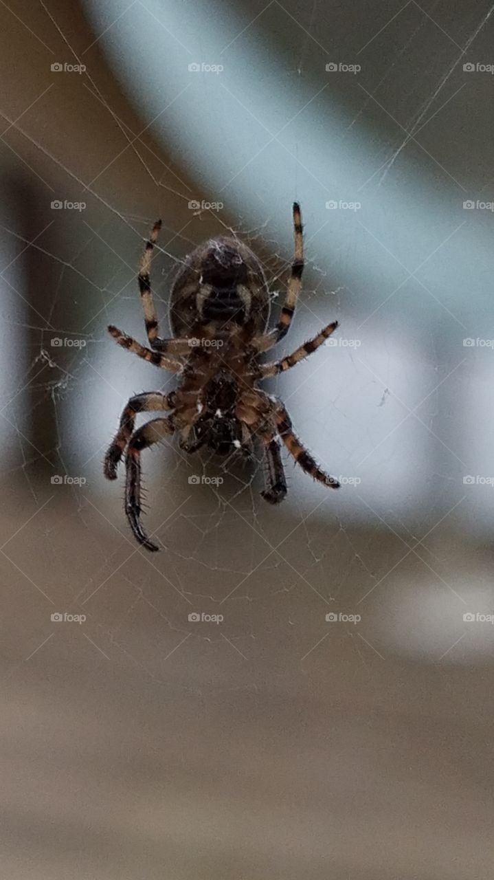 too close spider
