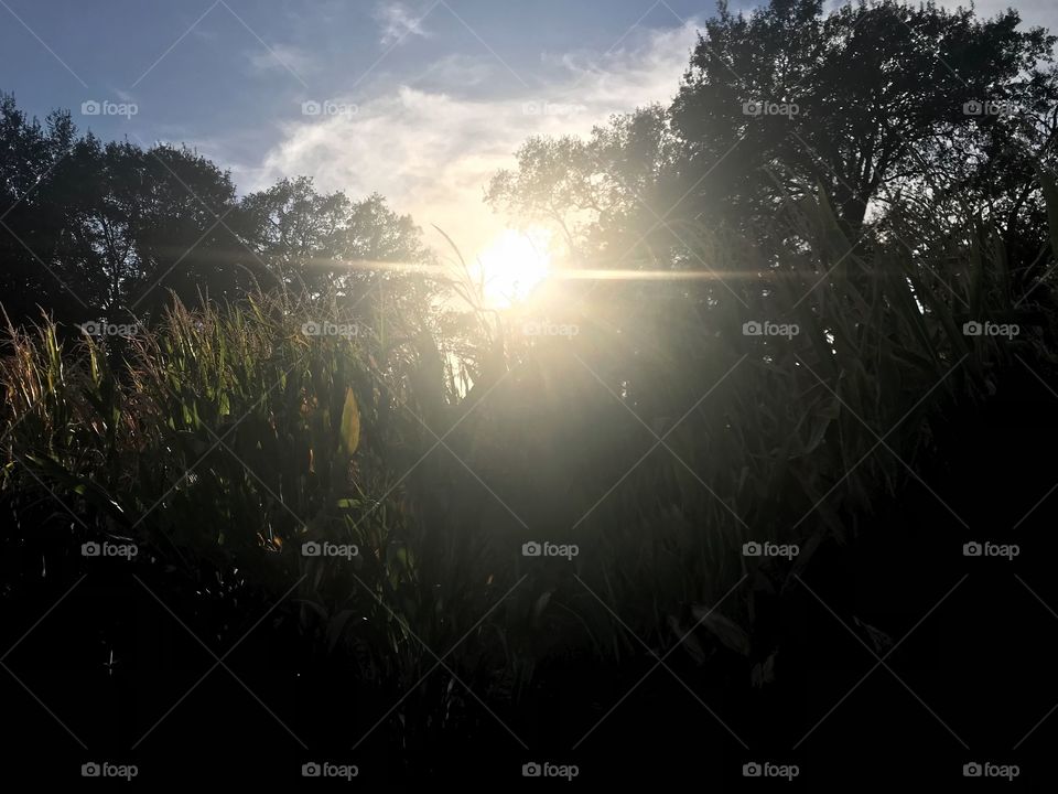 Beautiful sunset over the corn maze at the pumpkin Farm on a warm autumn evening. USA, America