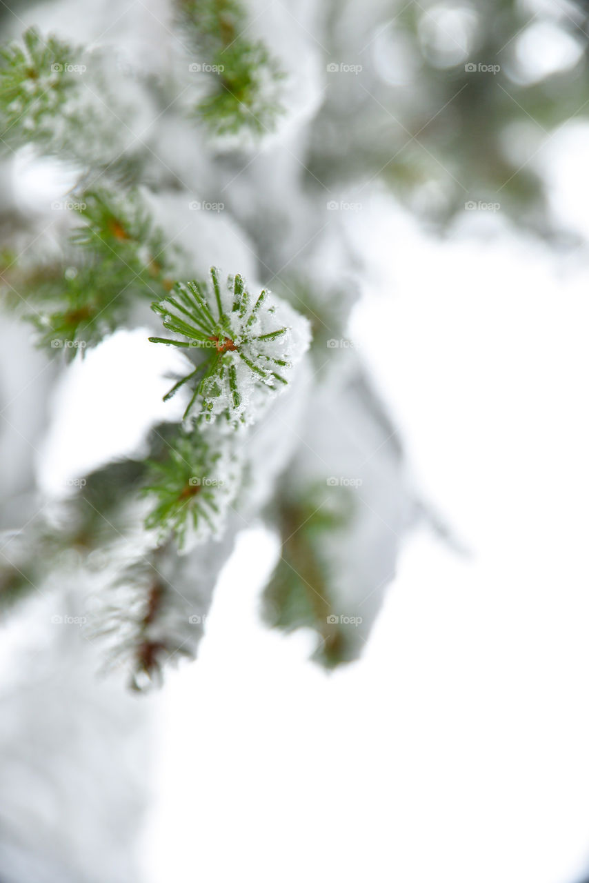 Close-up of tree branch covered in snow