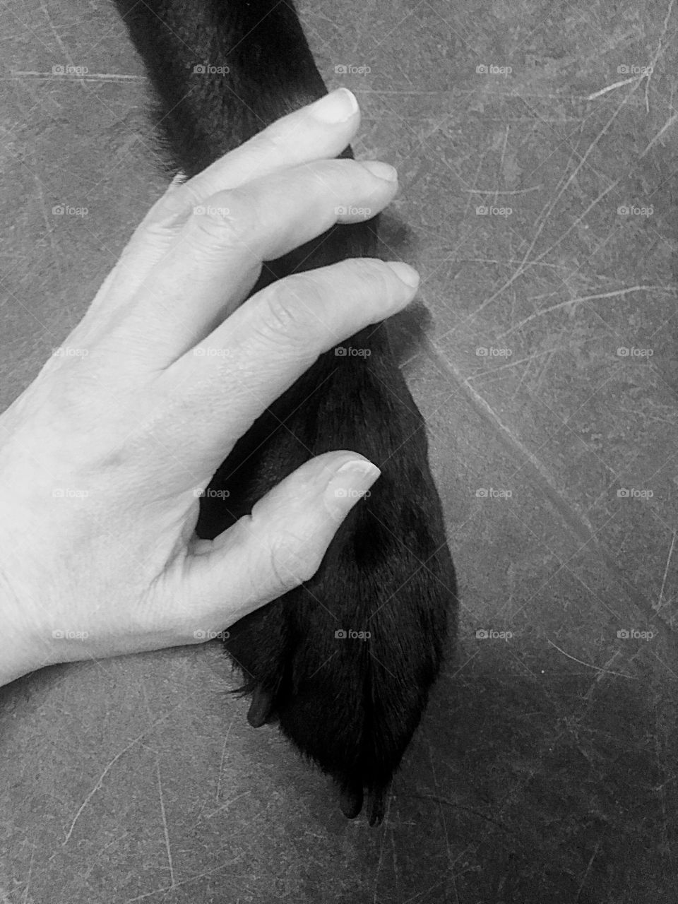 Women's hand holding dog paw