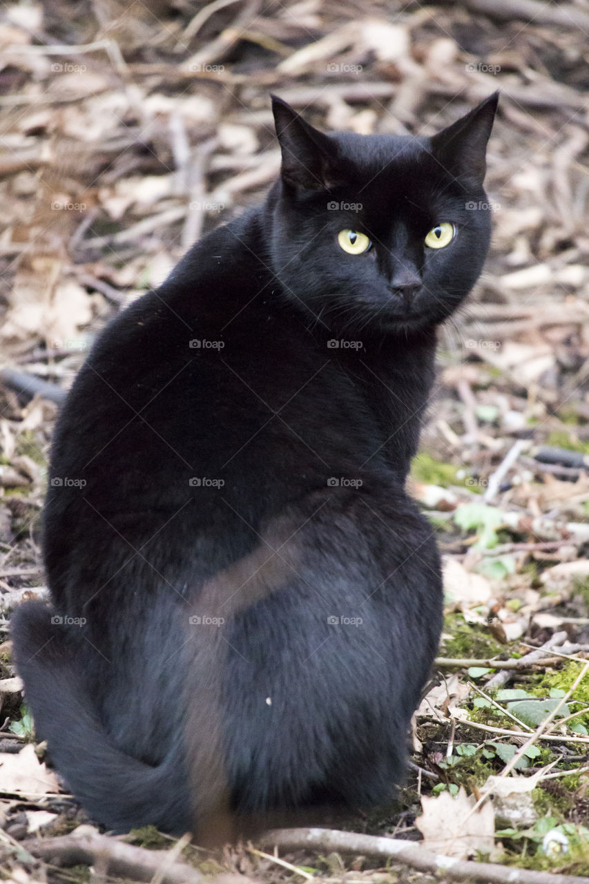 Portrait of a Black cat