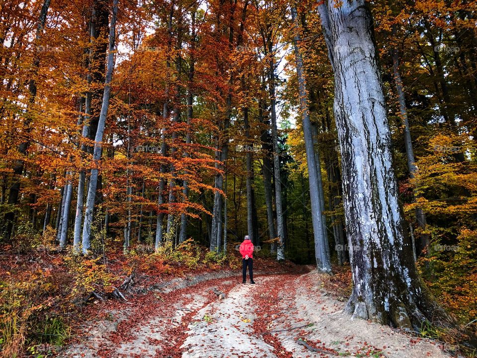 Autumn colors