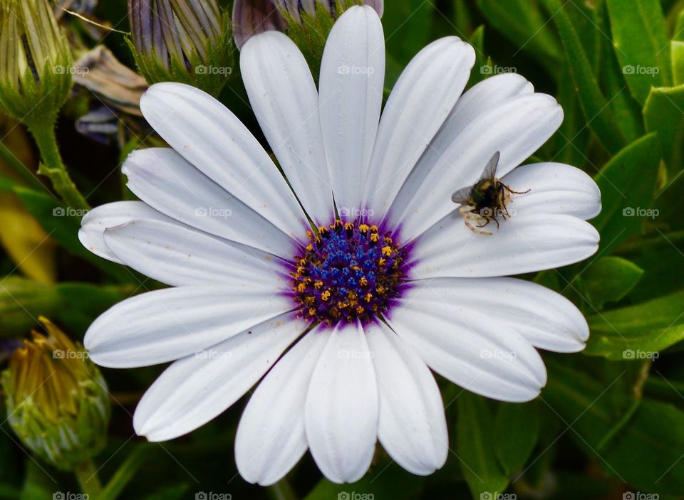 White African Daisy with bee