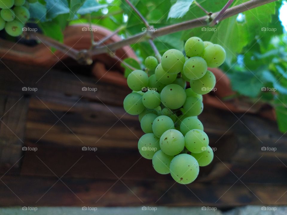 Green Grapes