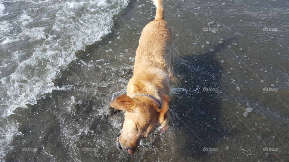 High angle view of a dog shaking water off
