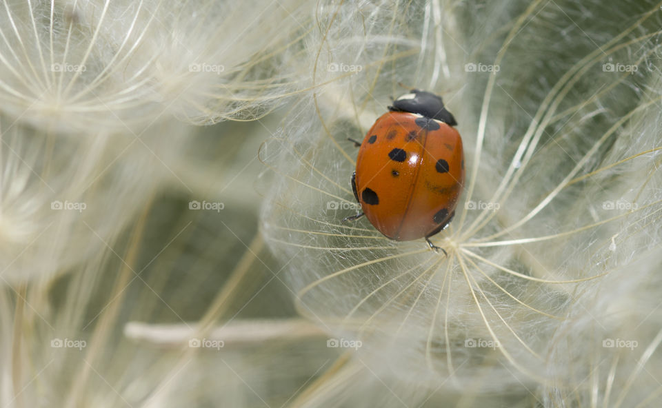 Ladybug and dandelion. Macro shot