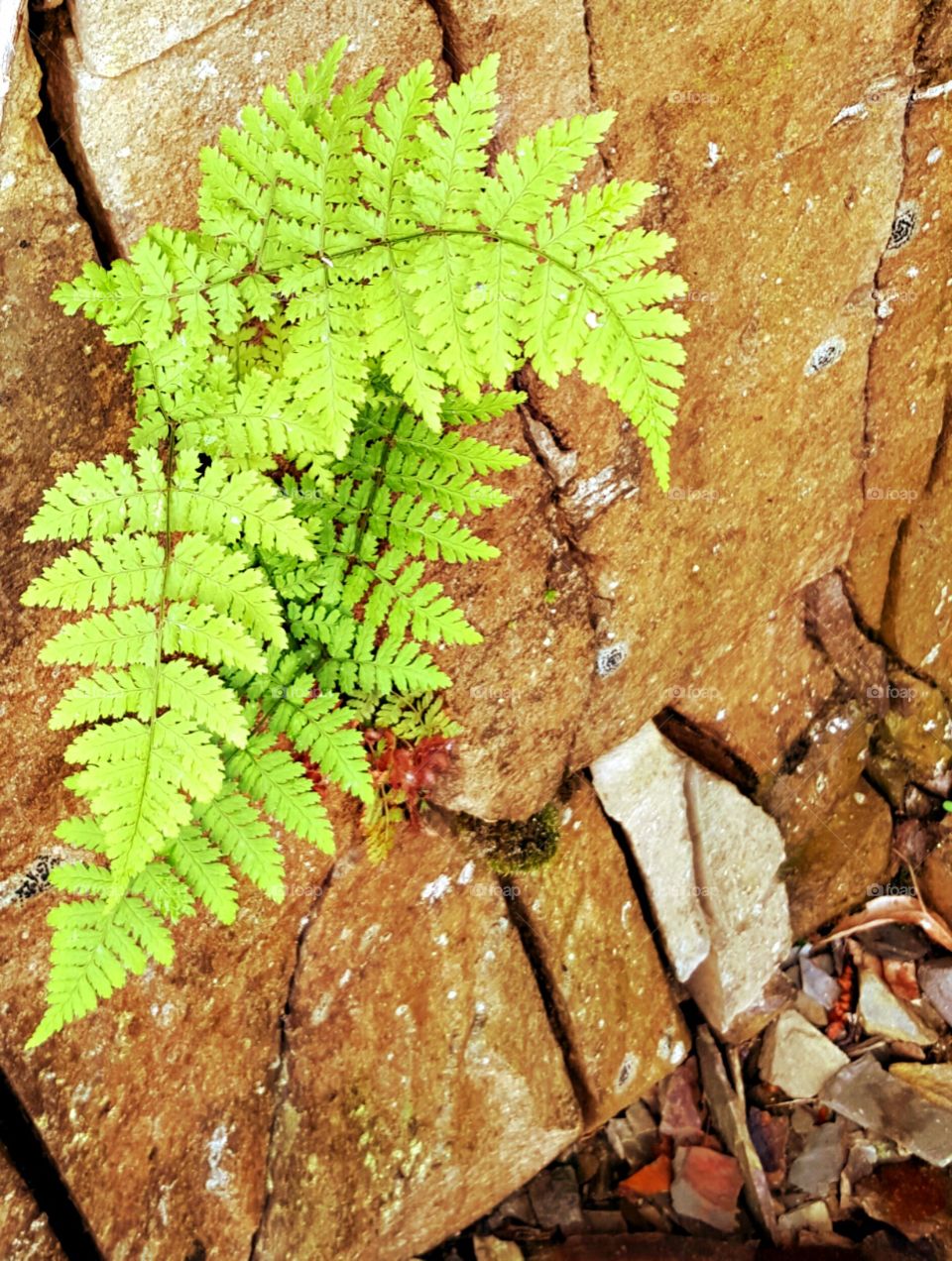 fern in rock