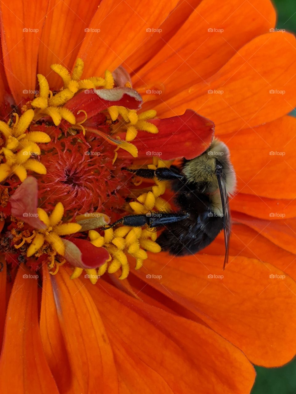 bee on a flower