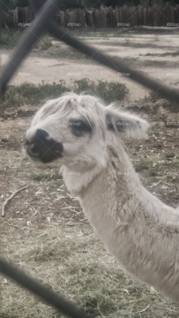 Cute black and white Alpaca