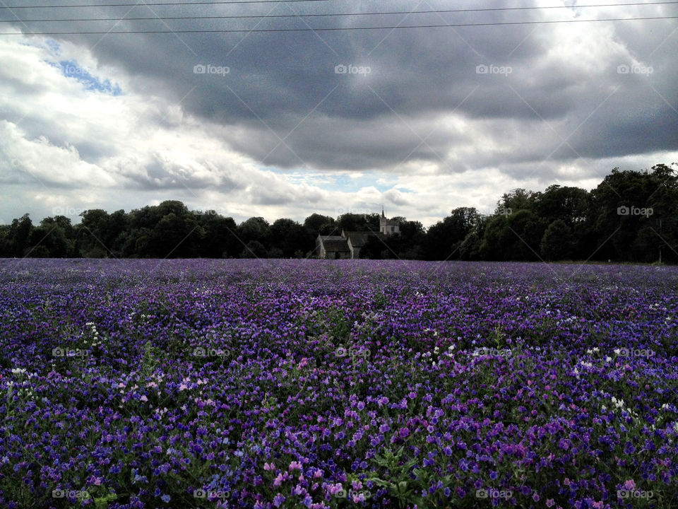 sky field garden purple by dannytwotaps