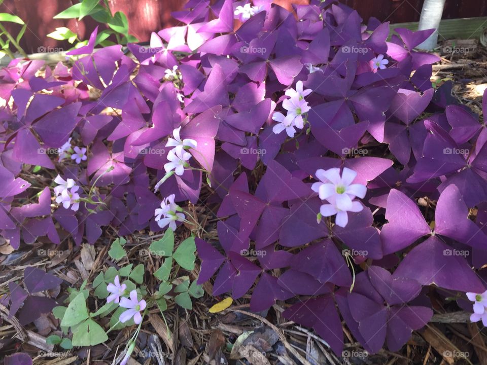 Susan Archer. Shamrocks from my garden