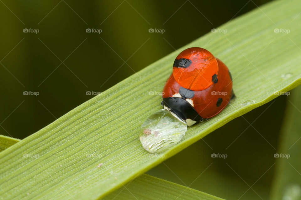 ladybug on grass blade covered with water drops . macro shot. summer time