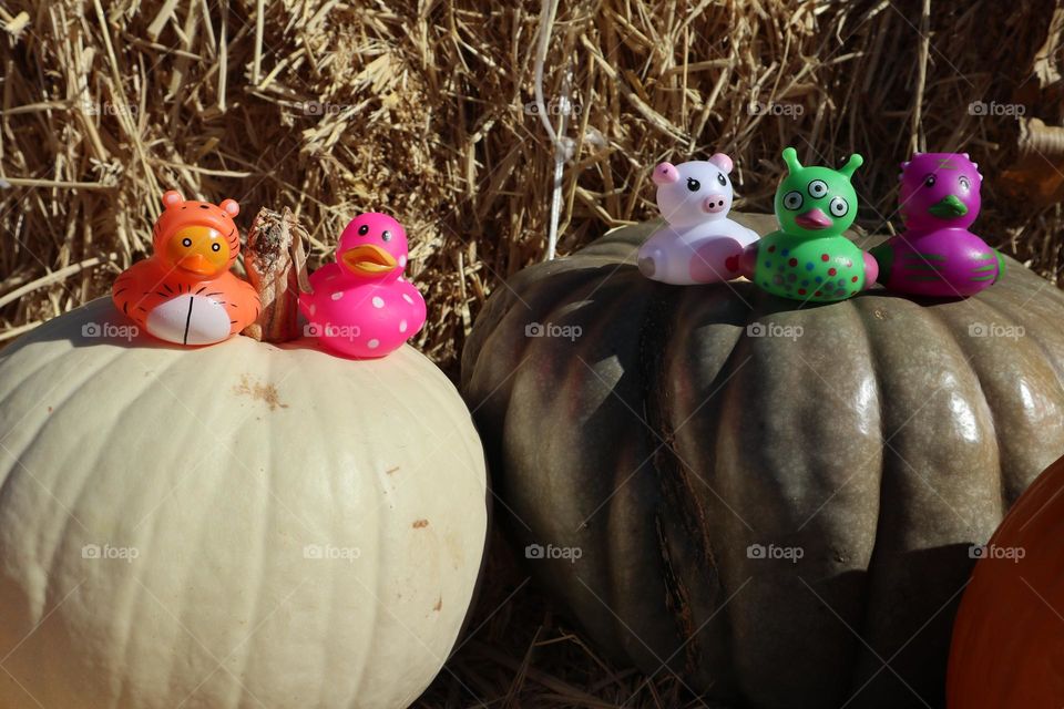 Rubber ducks sitting on a a pumpkin in a pumpkin patch during fall harvest surrounded by bales of hay