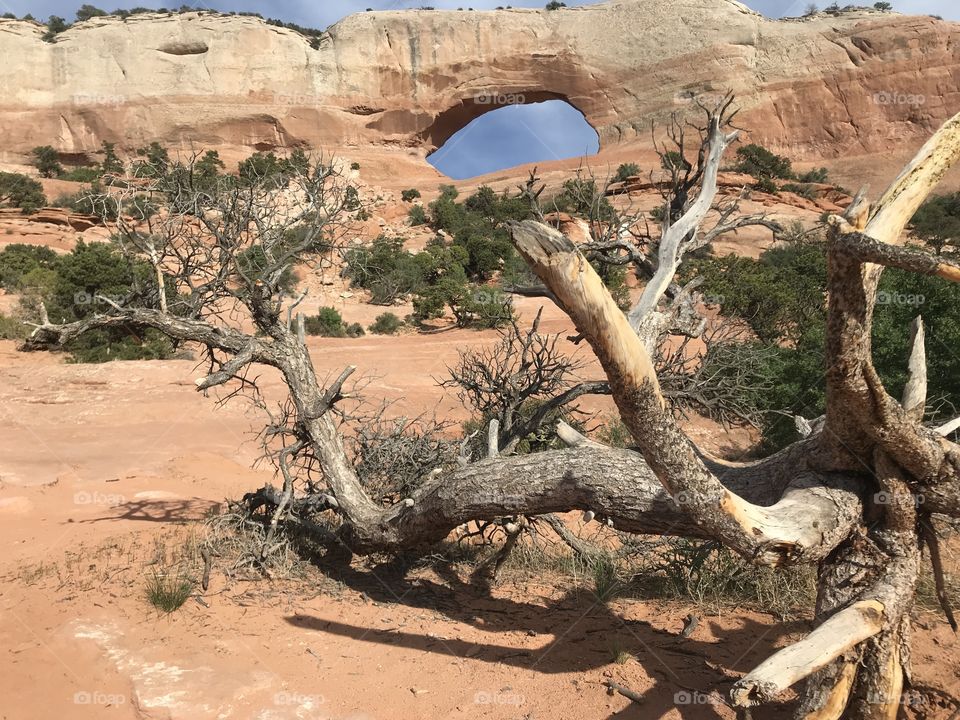 Tree, Landscape, Nature, Travel, No Person