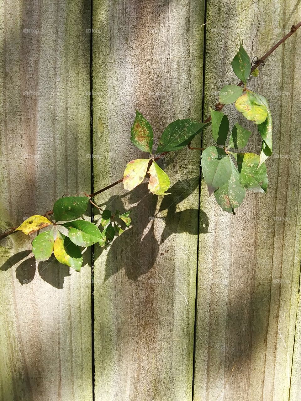 yellowing vine on a fence