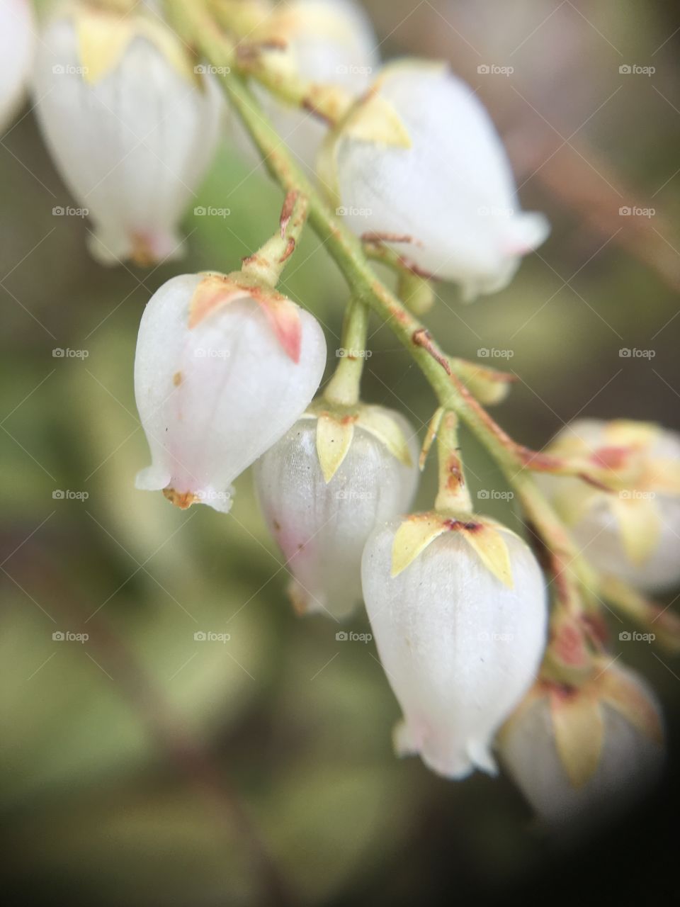 Bells closeup 