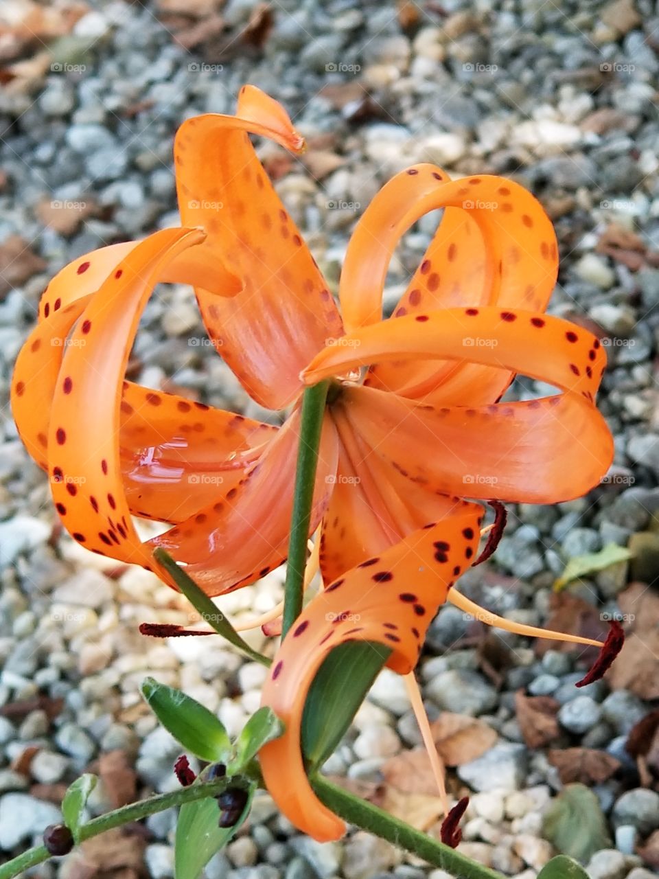 tiger lily close up with water drop