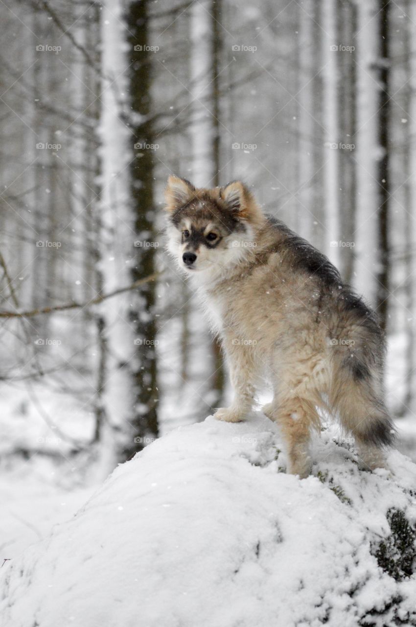 Portrait of a young puppy finnish lapphund dog standing outdoors in the forest or woods during winter season