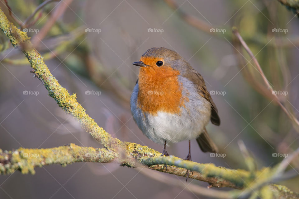 robin 