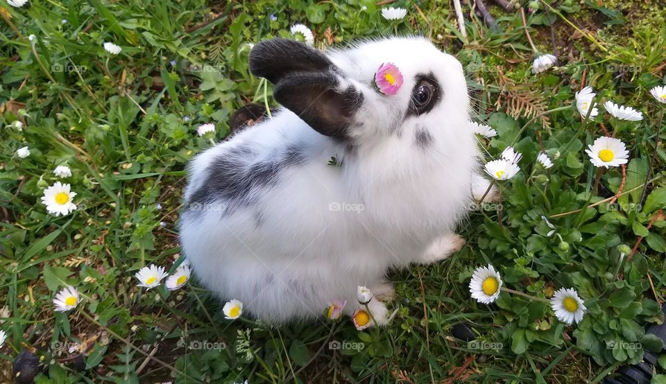 My lovely bunny 🐰