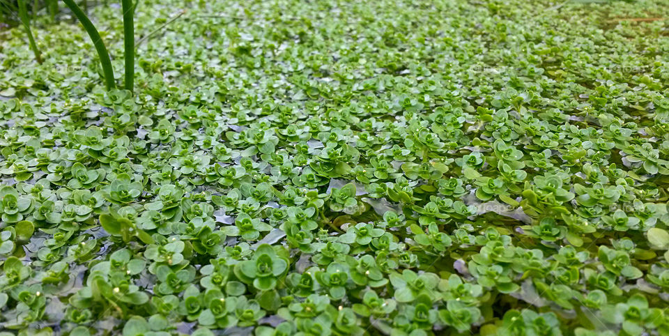 green color story: leaf in a water pond