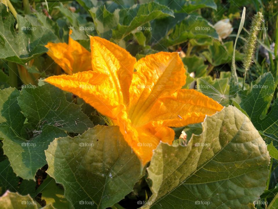 Pumpkin flower.