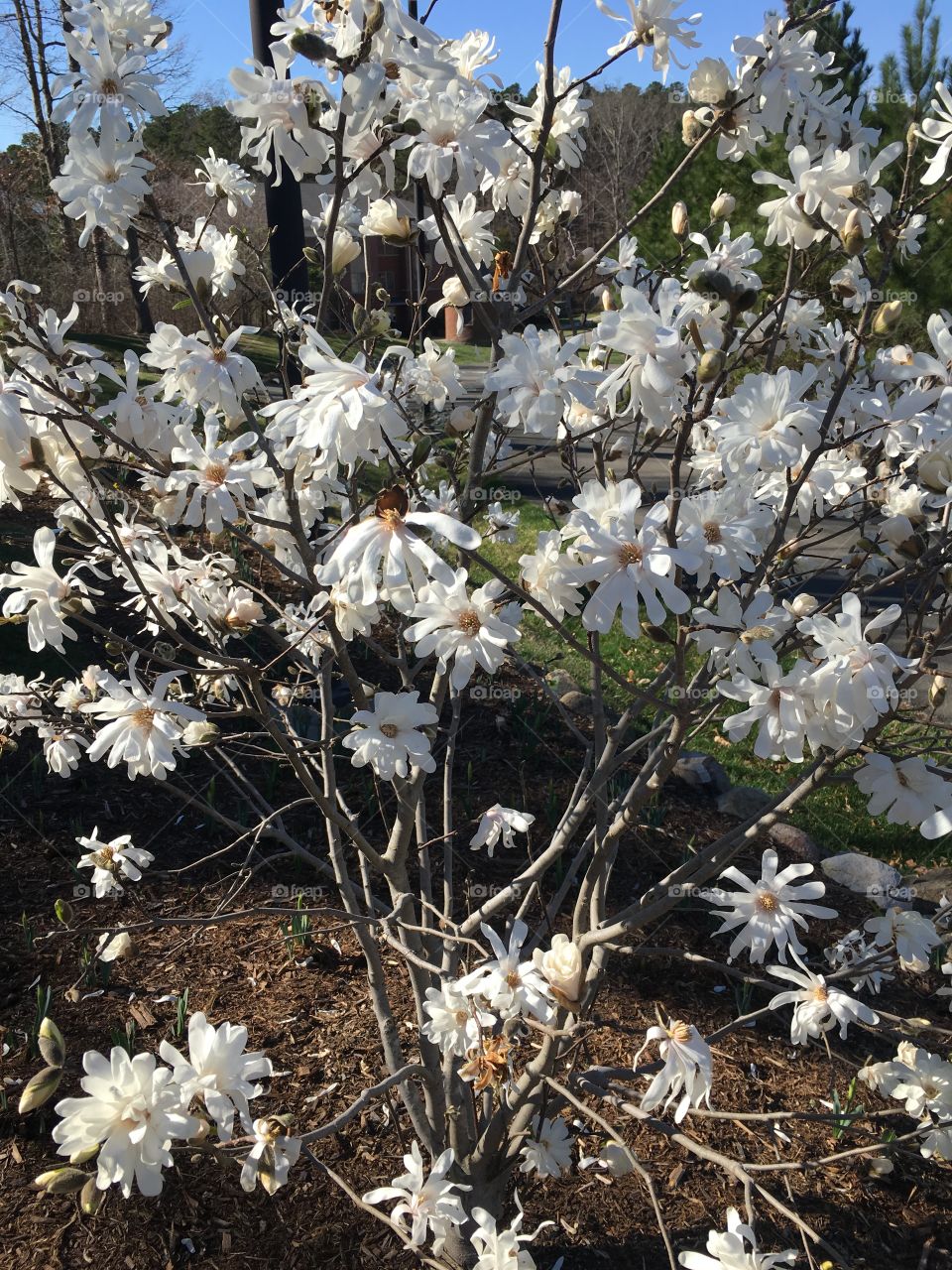 Hybrid magnolia 