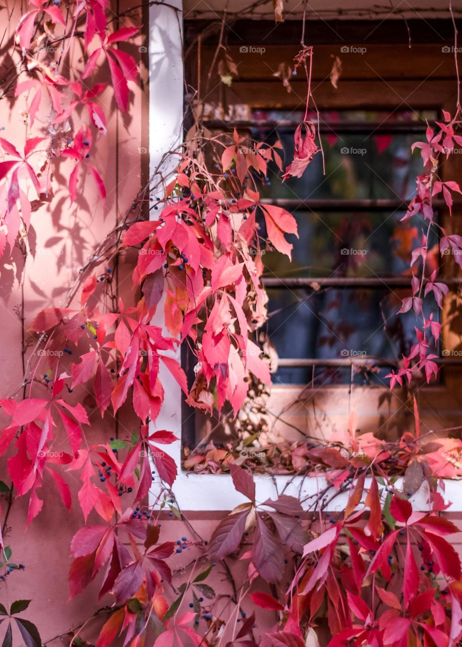 Autumn leaves, old town Plovdiv, Bulgaria