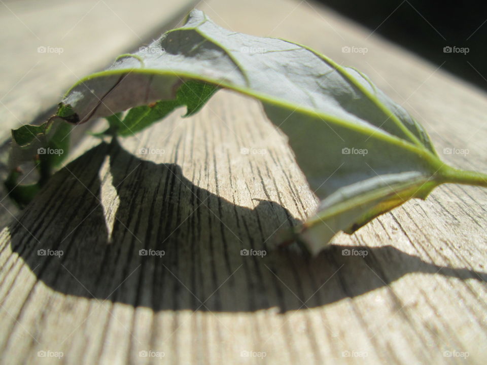 Leaf on a Table