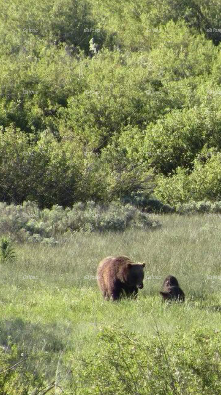 bear &cub