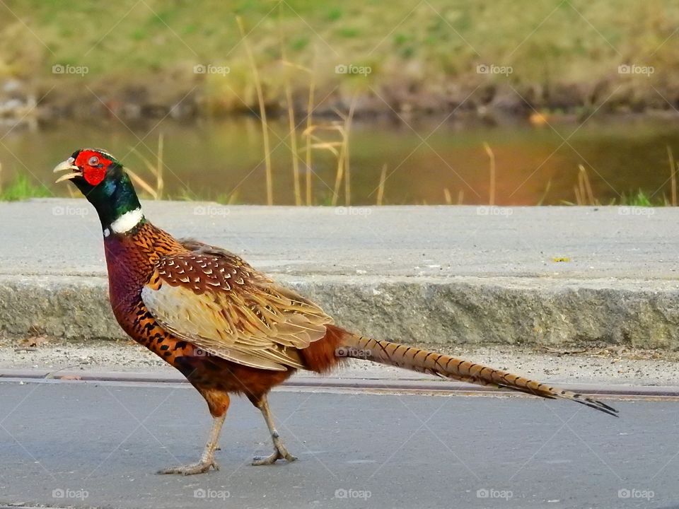 Close-up of a pheasant