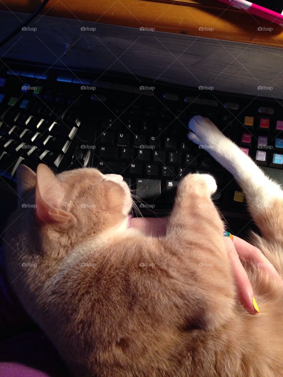 Keyboard cat