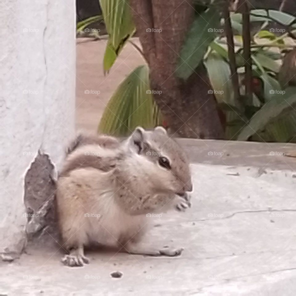 squirrel