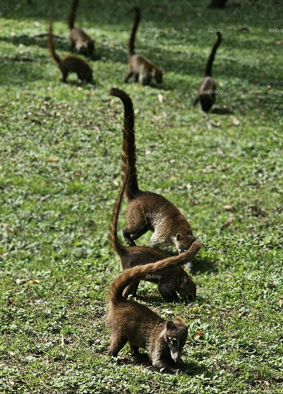 coatis in Tikal