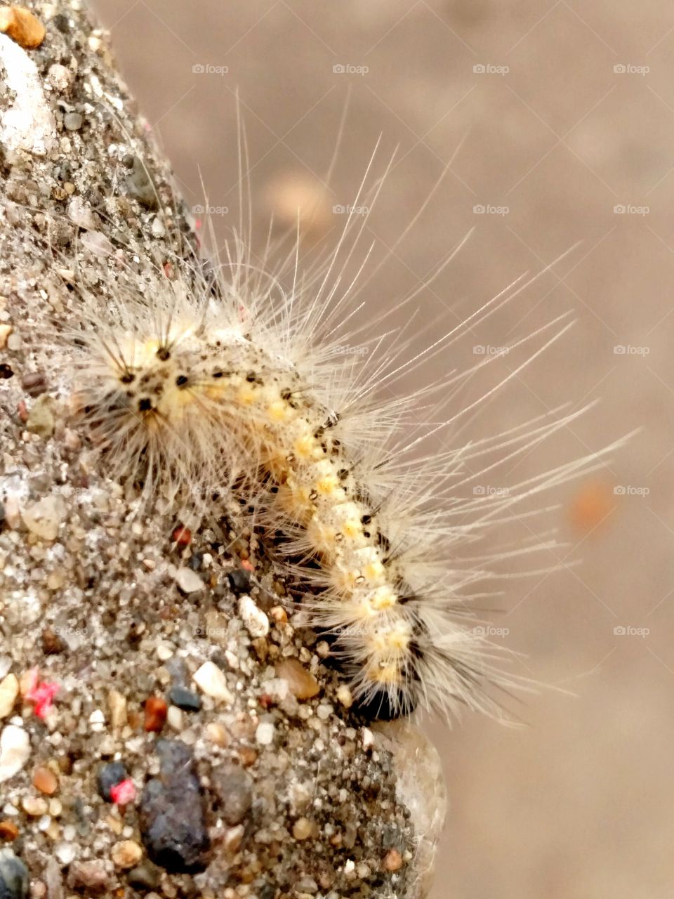 Caterpillar