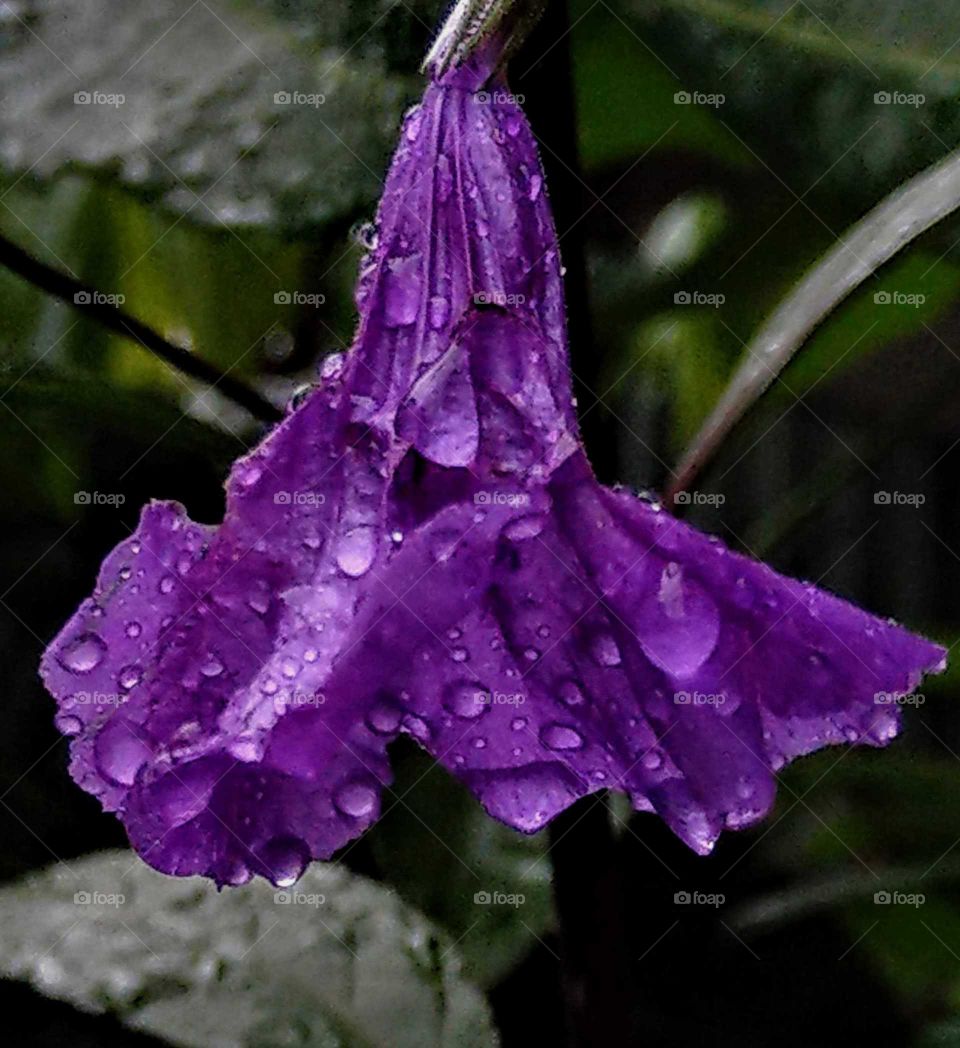 World in macro: close up for a purple flower after rain.