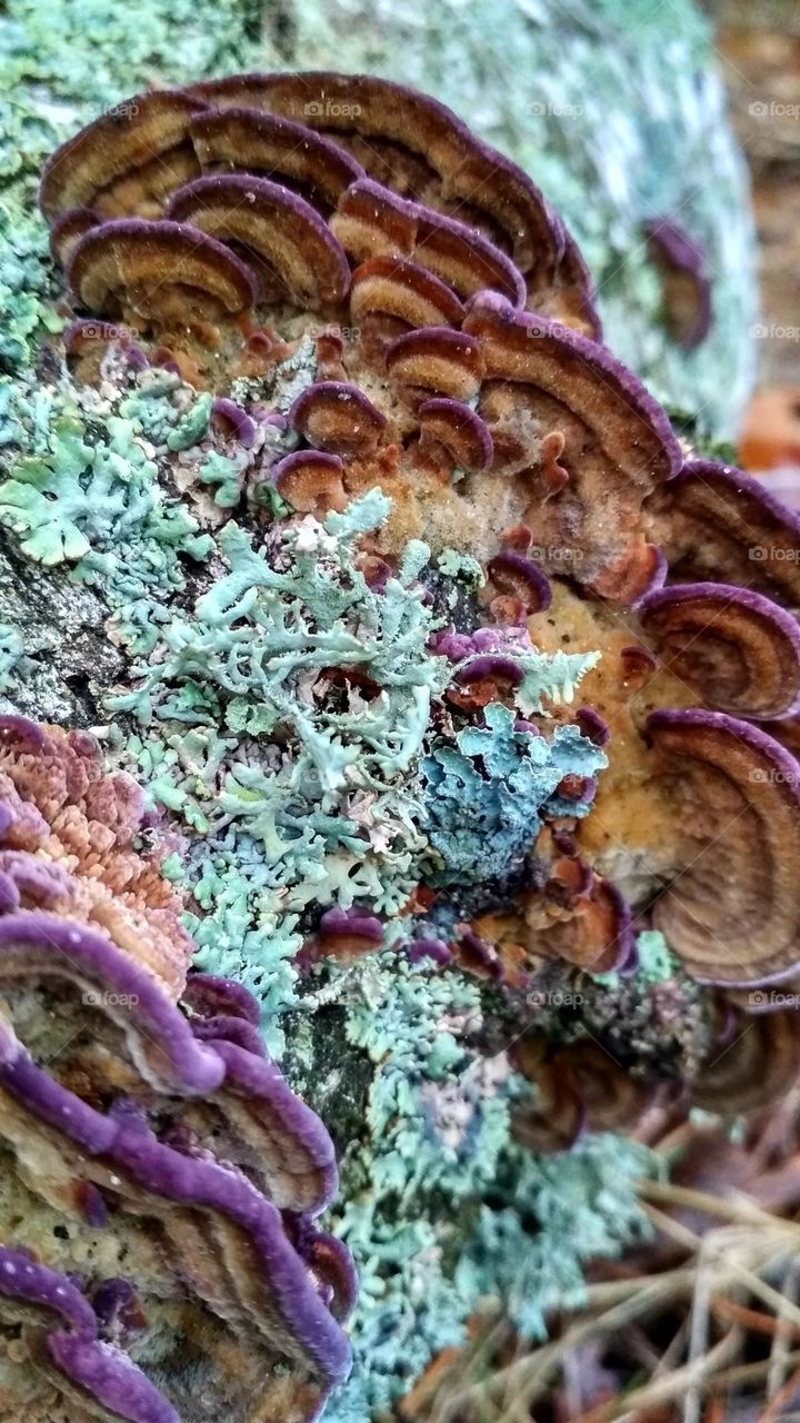 Colours of the season