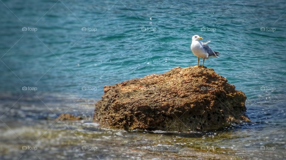 Seagull. Greece Seagull