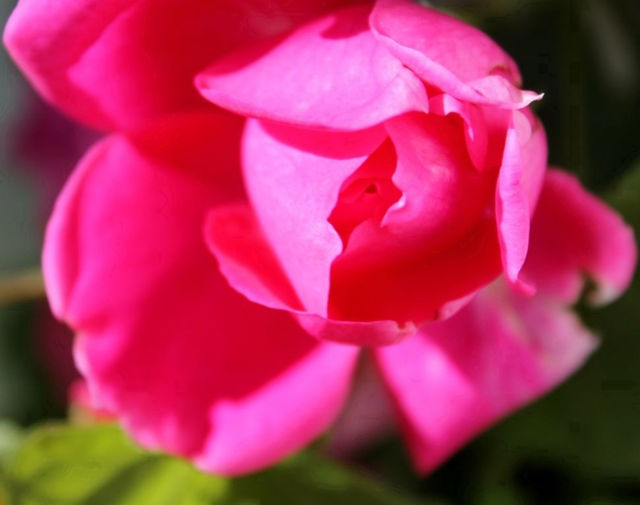 garden flora pink flower by merethe