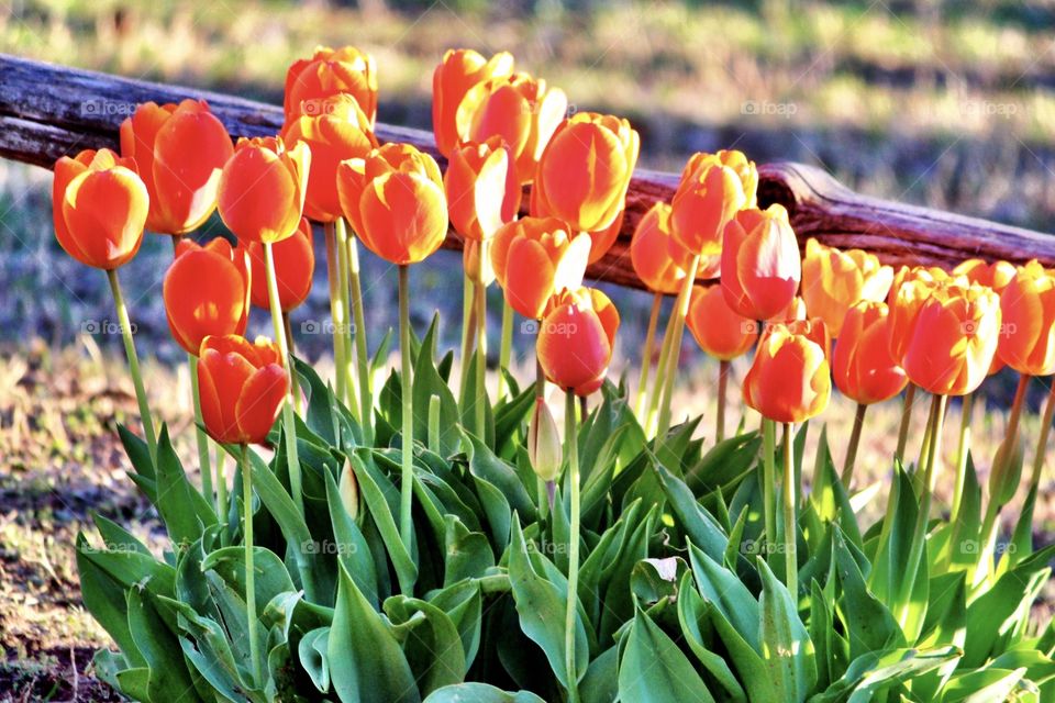 Orange Tulips