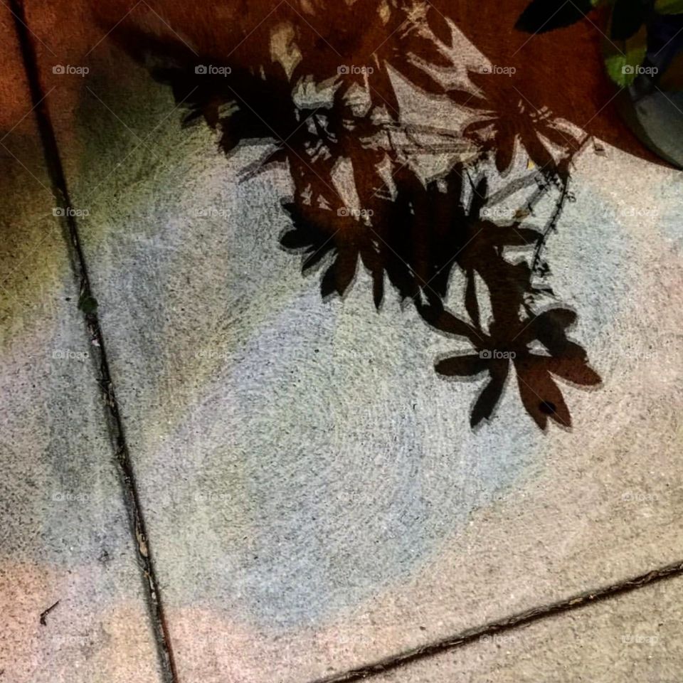 Shadow of plants, light and shadow on sidewalk 