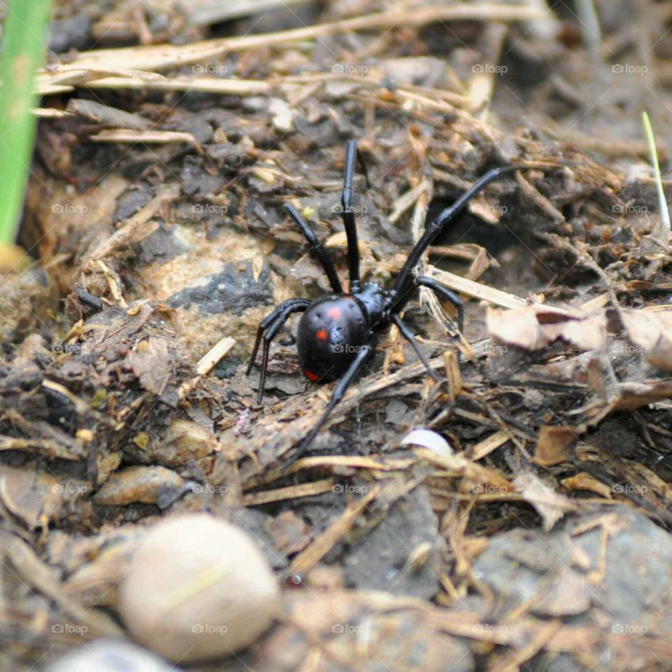widow protecting egg sack