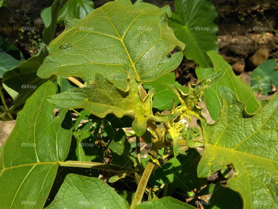 a small fruit tree trunk or tree resembling an eggplant is a food that is a side dish for legal breakfast for religious ritual events can be found in mountainous areas or in areas