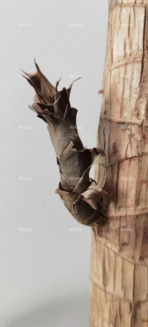 Close up of dry part of tree