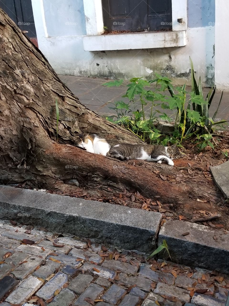 Two cat relaxing in a tree in San Juan.