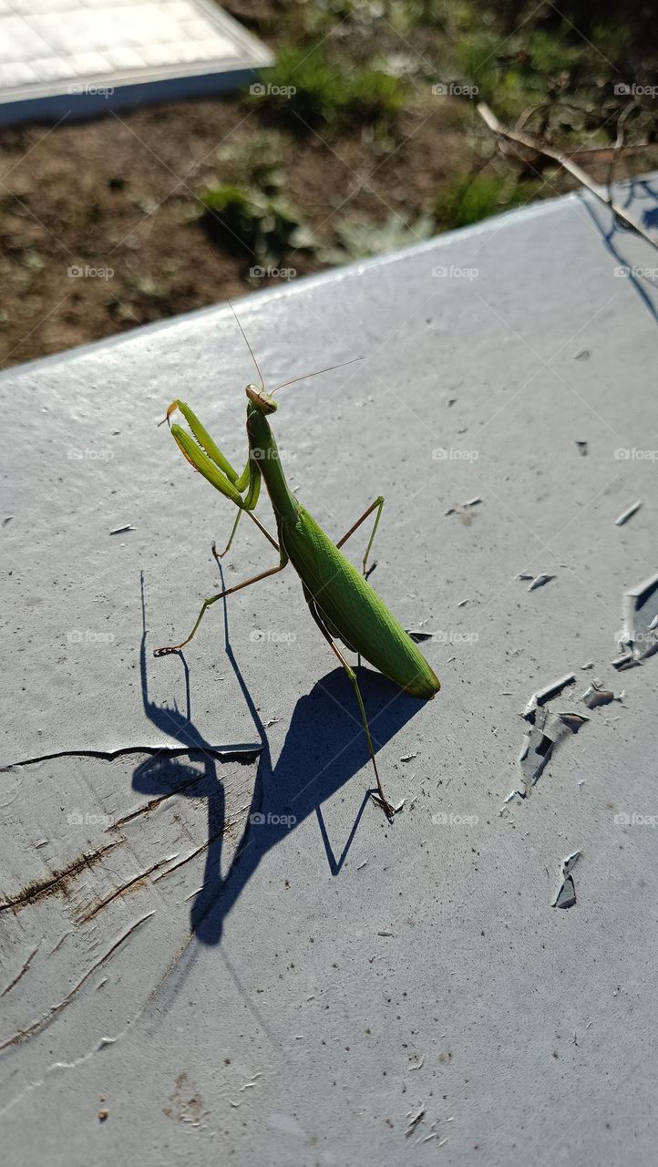mantis