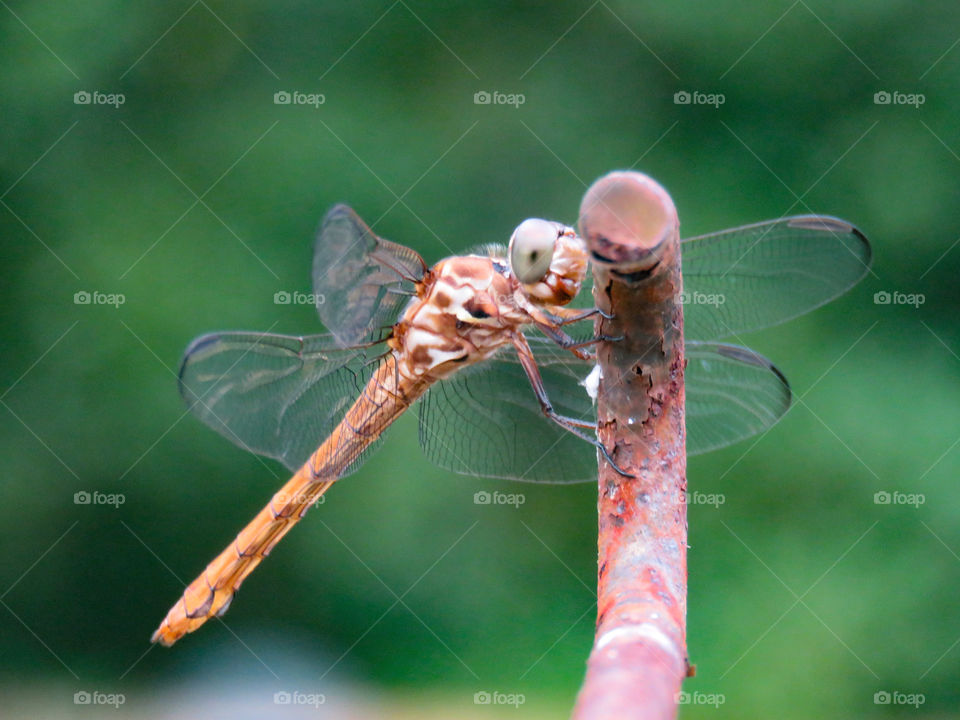 Dragonfly