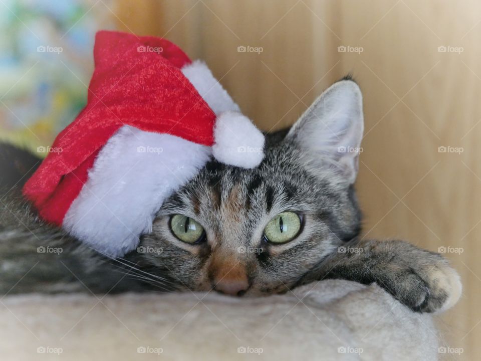 Cat with Santa hat